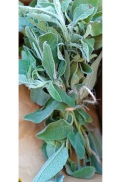 Arslan Dede 100 Gr Organik Marmaris Adaçayı