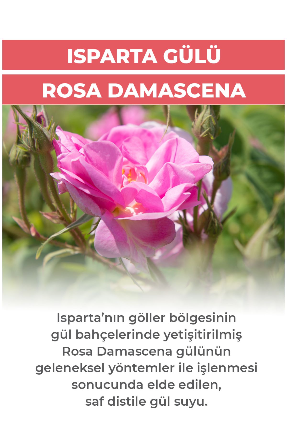 Ab-ı Gül %100 Doğal Gül Suyu 300 Ml - Görsel 2