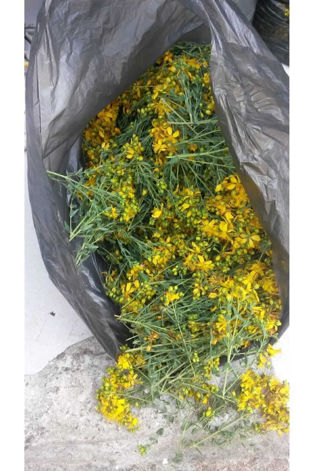 özümüzden Kantaron Yağı Ev Yapımı Yara Yanık Iz Pişik Cilt Bakım Yağı 110 ml - Görsel 2