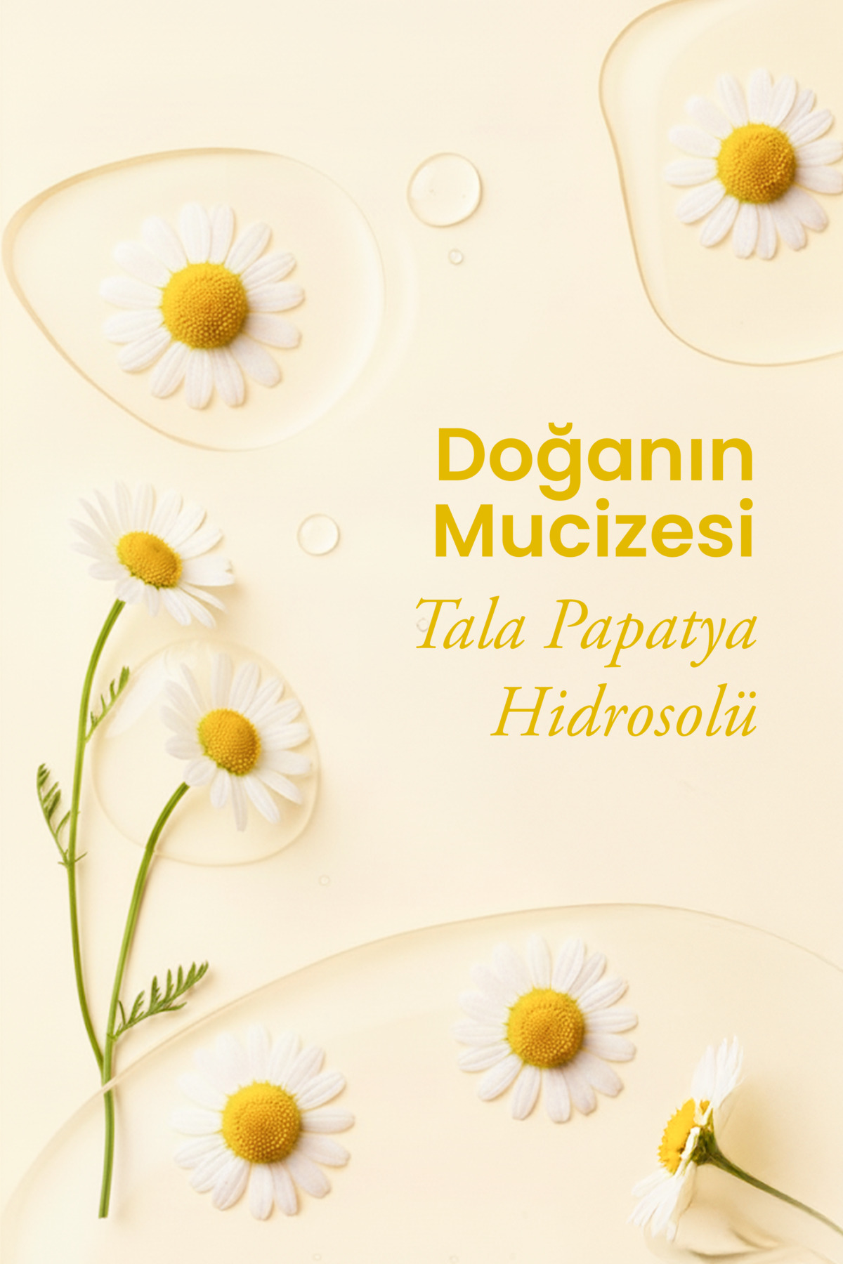 Tala Papatya Suyu %100 Saf ve Doğal Rahatlatıcı ve Nemlendirici Tonik Papatya Hidrosolü 100 Ml - Görsel 2