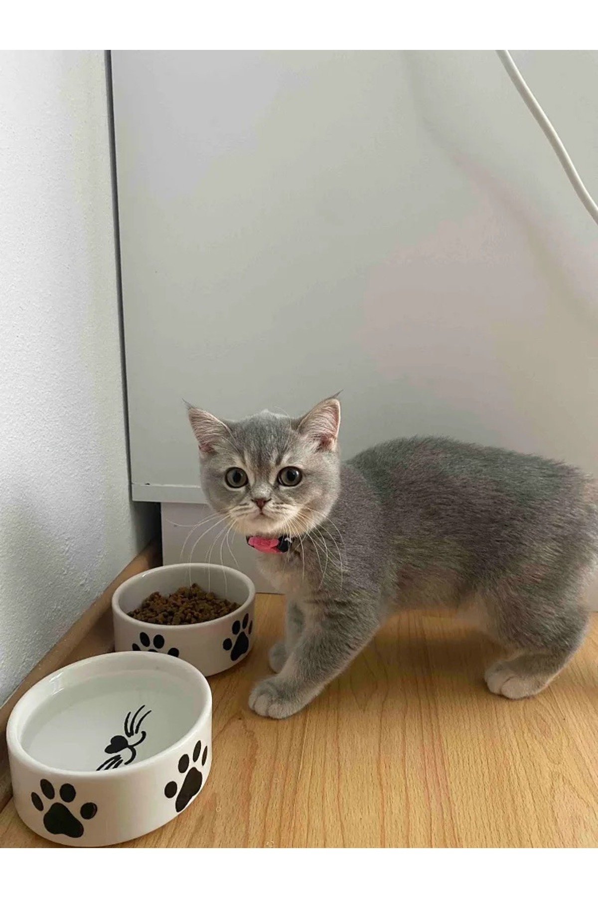 Genel Markalar 2 Adet Yüksek Kalite (12.5 CM, 400 ML) Seramik Kedi Ve Köpek Mama Su Kabı