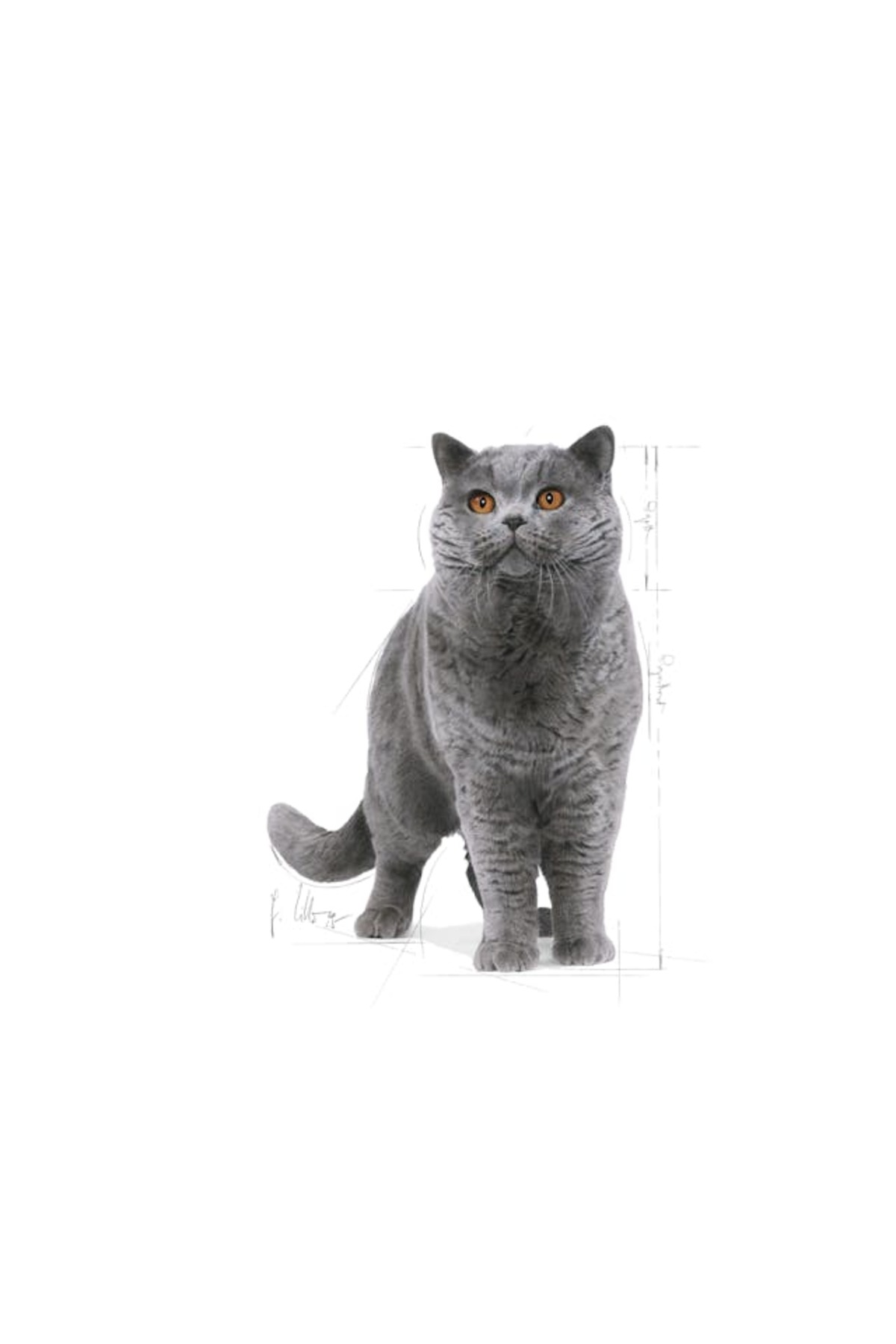Royal Canin British Shorthair Adult Kedi Kuru Maması 2 Kg - Görsel 3