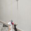 TİNEKE Vantuzlu Kedi Oltası Kedi Oyuncağı