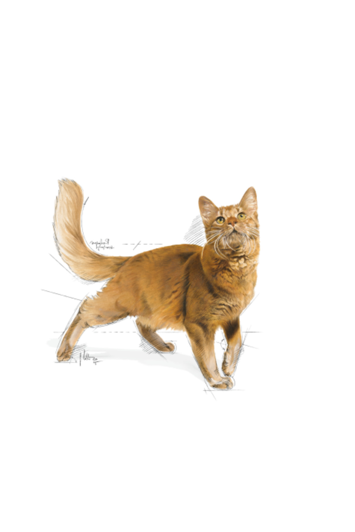 Royal Canin Fit32 Yetişkin Kuru Kedi Maması 15kg - Görsel 3