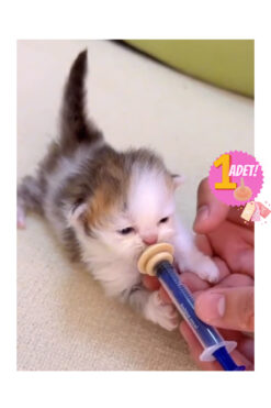 Hubjua Royal evcil hayvan mini silikon meme yavru kedi köpek hamster biberon 1 adet uç + enjektör