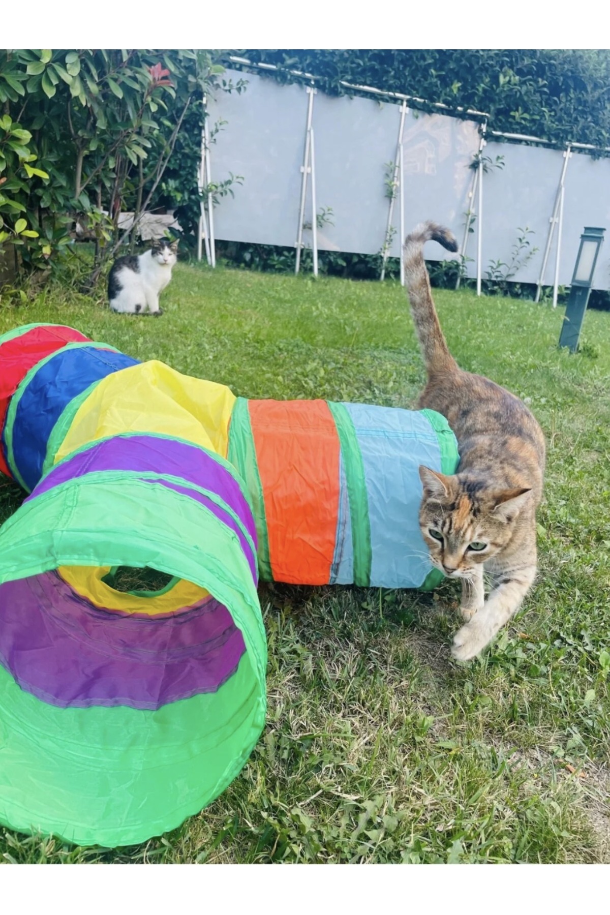 minossa 3 Yollu Renkli Katlanır Kedi Ve Köpek Oyun Tüneli, Eğlenceli Evcil Hayvan