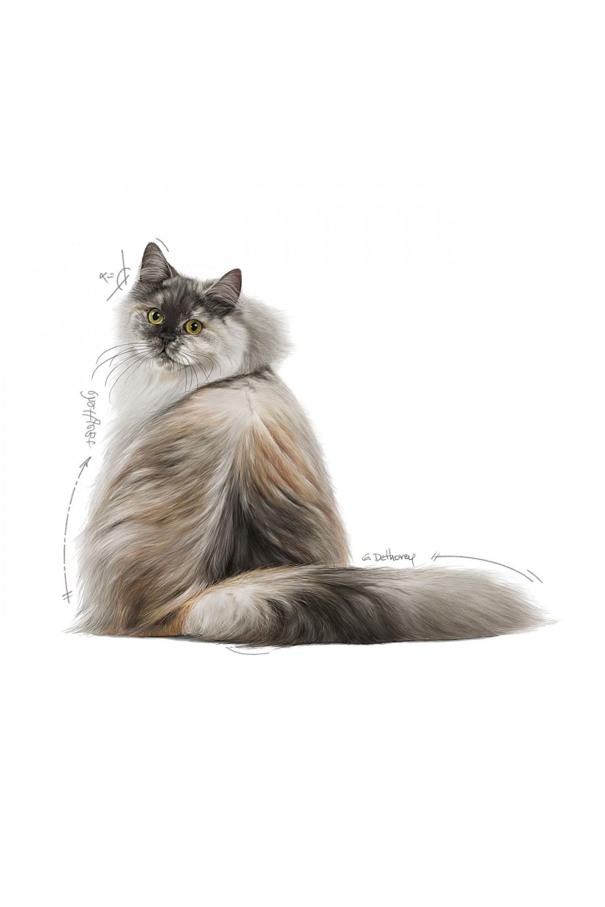 Royal Canin Hair&skin Tüy Ve Deri Sağlığı Için Kuru Kedi Maması 2kg - Görsel 3