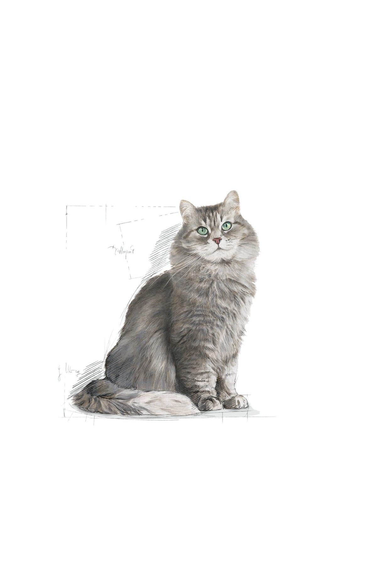 Royal Canin Sensible 33 Hassas Sindirim Sistemi Destekleyici Yetişkin Kedi Maması 400 Gr - Görsel 3