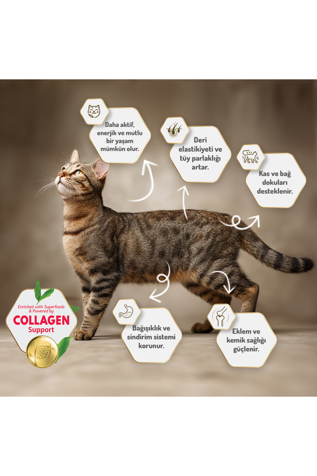 Felicia 2 Kg Kolajenli Somonlu Az Tahıllı Kısırlaştırılmış Kedi Maması - Görsel 2