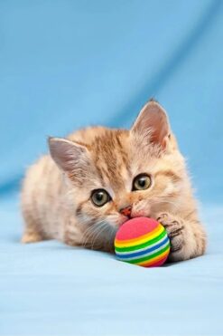 mywarehouse 3 lü Gökkuşağı Sünger Kedi Köpek Çiğneme Oyun Topu 4,2 Cm Diş Çıkarma Interaktif Oyuncak