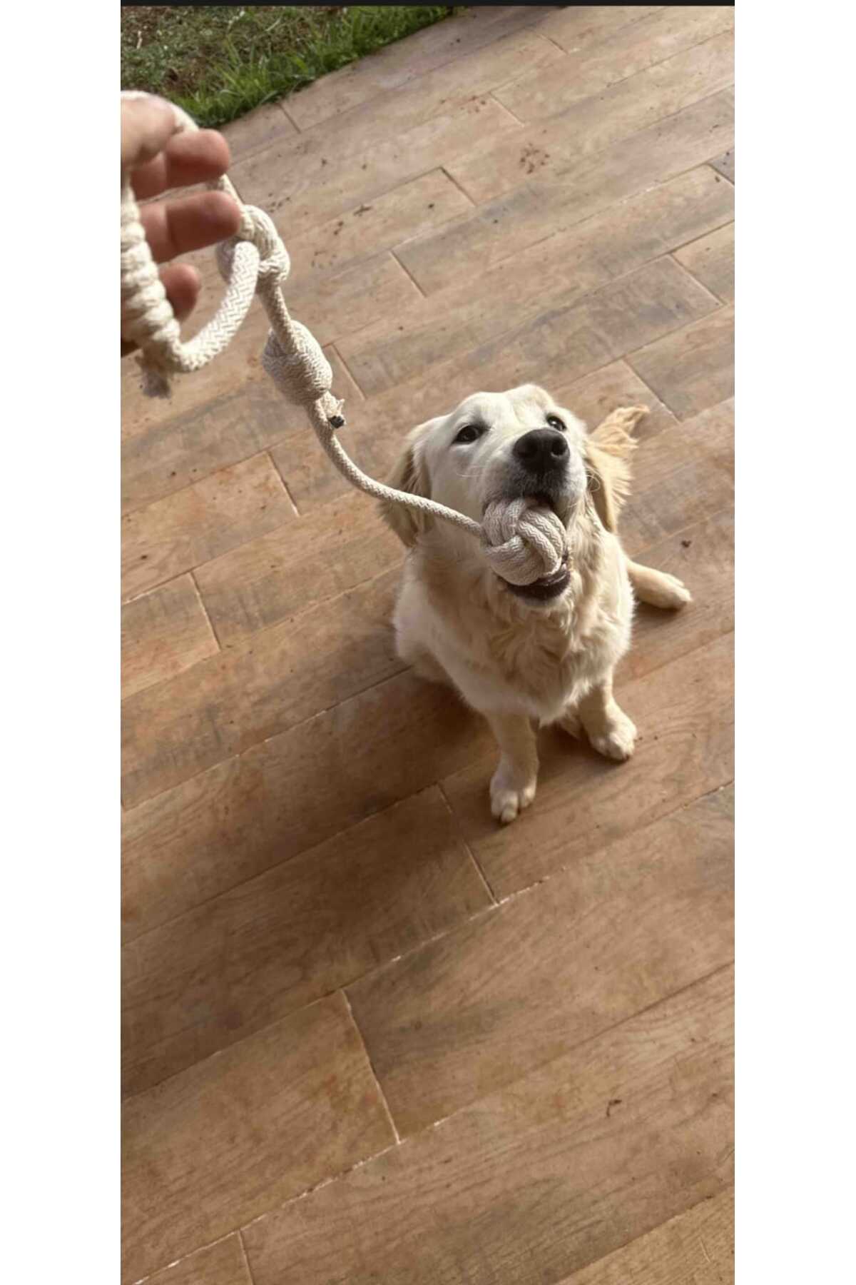 Thaze 7/24 AVM Dörtlü Hijyenik Oyun Seti Tut Çek, Diş Kaşıma, Stres Köpek Oyuncağı - Görsel 2