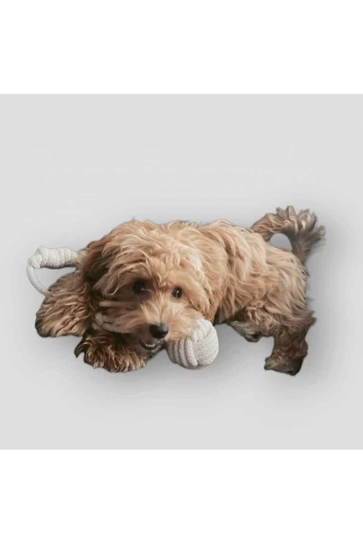 Thaze 7/24 AVM Dörtlü Hijyenik Oyun Seti Tut Çek, Diş Kaşıma, Stres Köpek Oyuncağı - Görsel 3