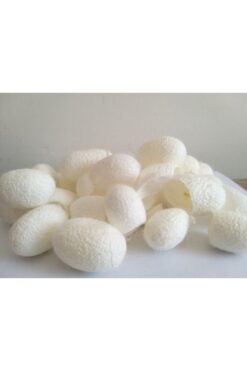 ŞİFAGIDA Ipek Böceği Kozası 20adet Yüz Peelingi Ipekkozası Ipek Kozası