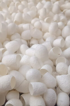 HOLTECH Ipek Böceği Kozası 20 adet Yüz Peelingi Ipekkozası Ipek Kozası Kesik Koza Güncel Mahsul