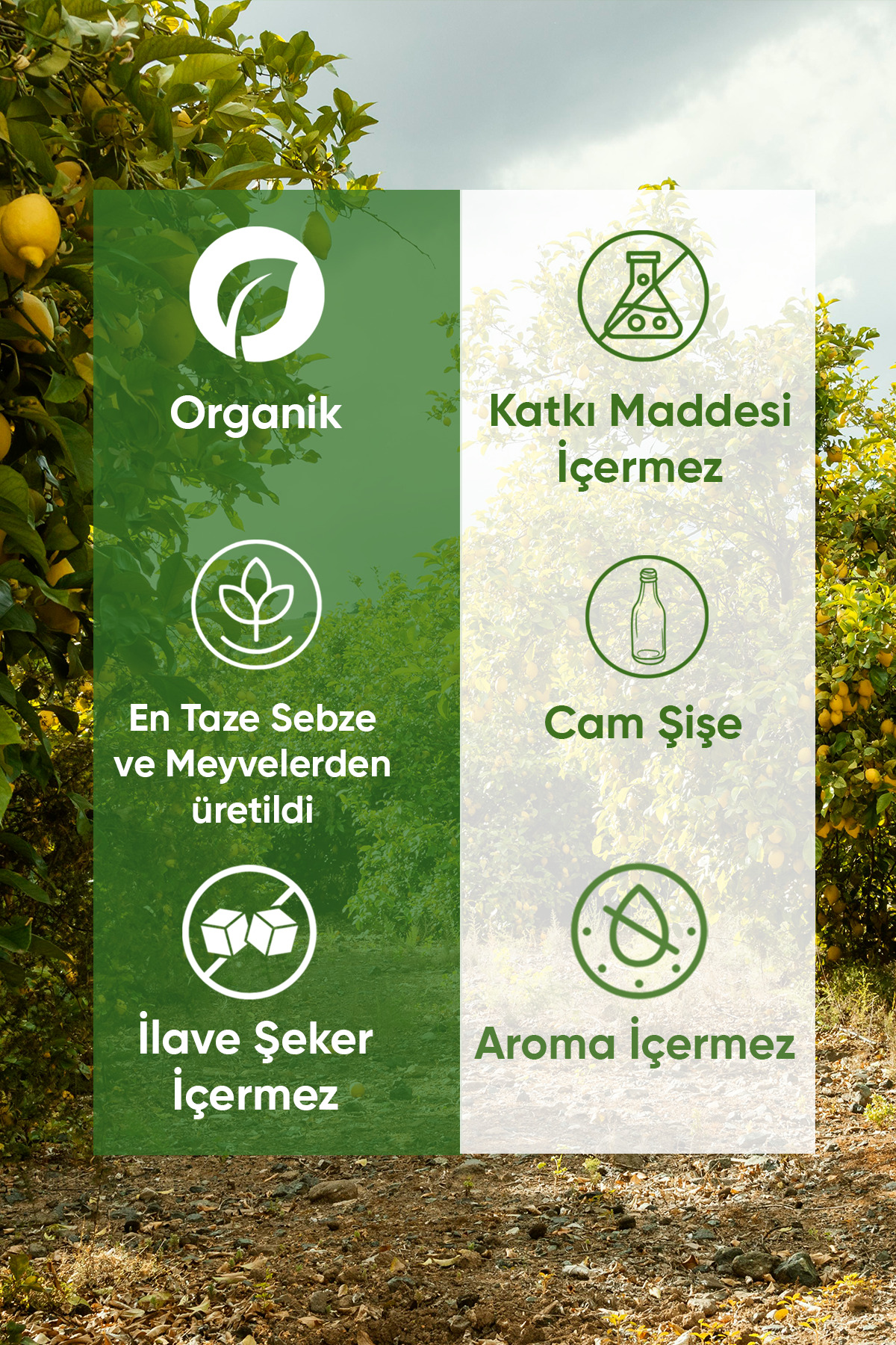 Organuca Matcha Matcha - Matcha Kapsül 8 Kapsül 6'lı Paket - Görsel 3