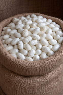 HOLTECH Ham İpek Kozası Doğal İpek Böceği Kozası Kuru Koza 25 adet