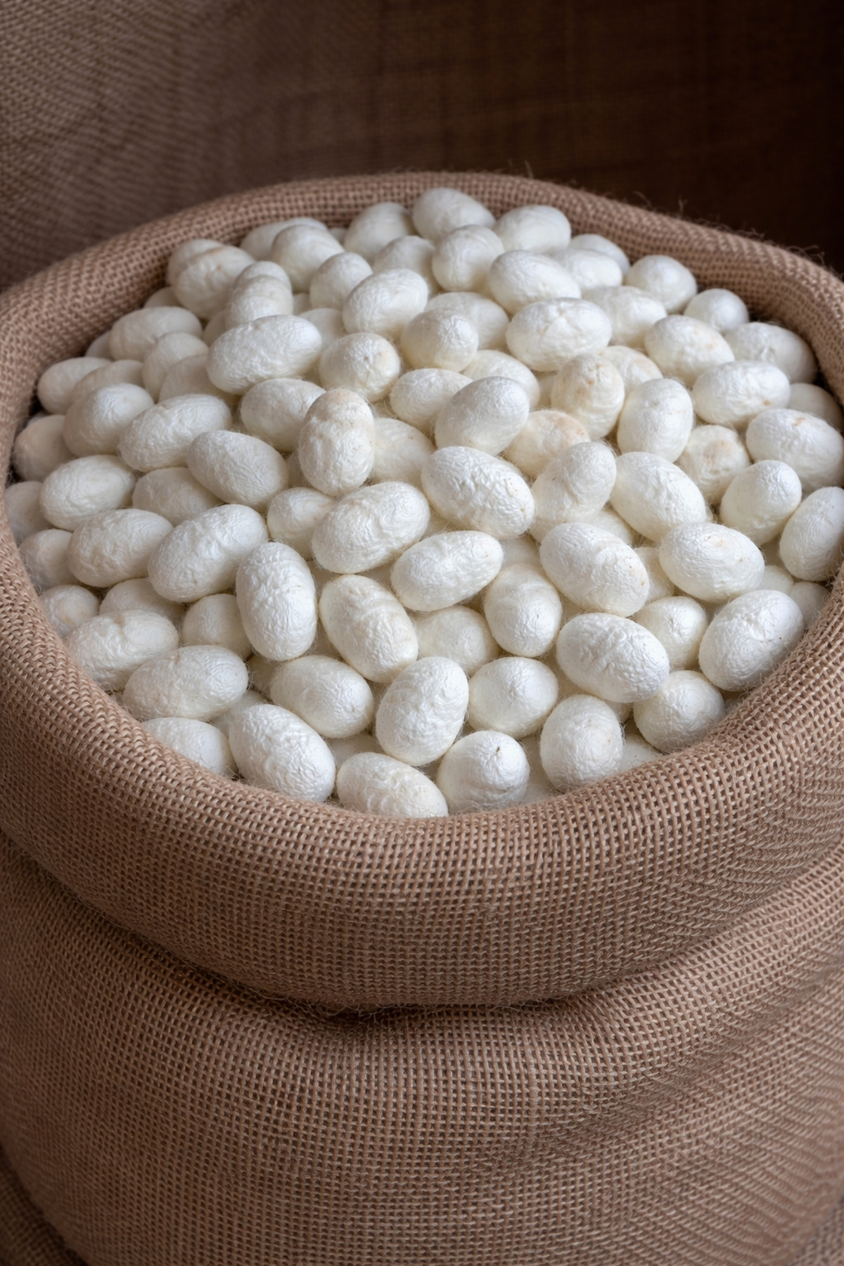 HOLTECH Ham İpek Kozası Doğal İpek Böceği Kozası Kuru Koza 25 adet