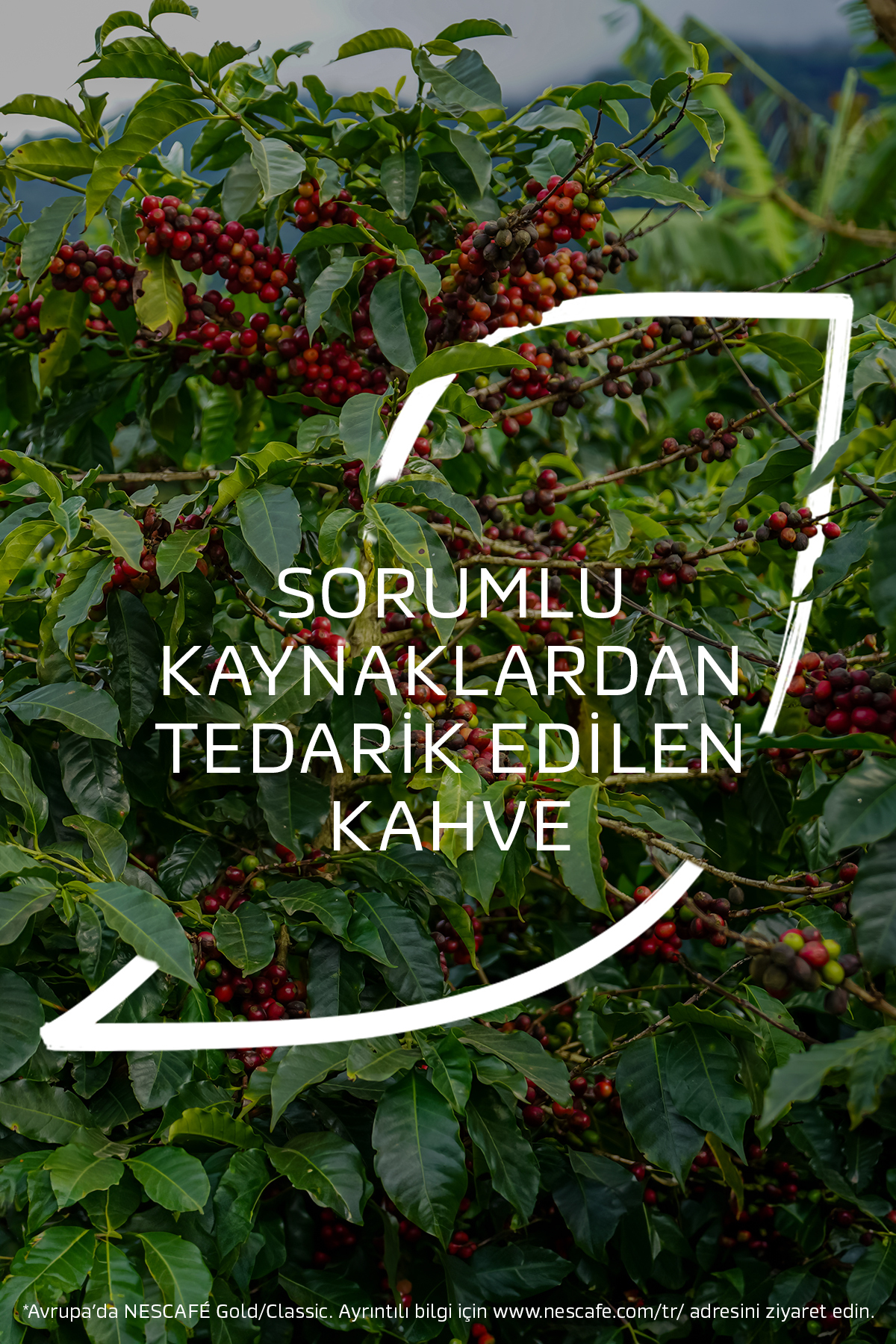 Nescafe Gold Decaf Kafeinsiz Çözünebilir Kahve 70G - Görsel 2