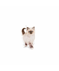 Royal Canin Kitten Yavru Kediler Için Kuru Kedi Maması 2kg - Görsel 3