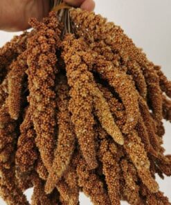 Genel Markalar Organik Dal Darı-doğal Daldarı Kuş Yemi 100 gr