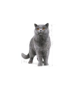 Royal Canin British Shorthair Adult Kedi Kuru Maması 2 Kg - Görsel 3
