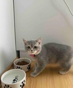 Genel Markalar 2 Adet Yüksek Kalite (12.5 CM, 400 ML) Seramik Kedi Ve Köpek Mama Su Kabı