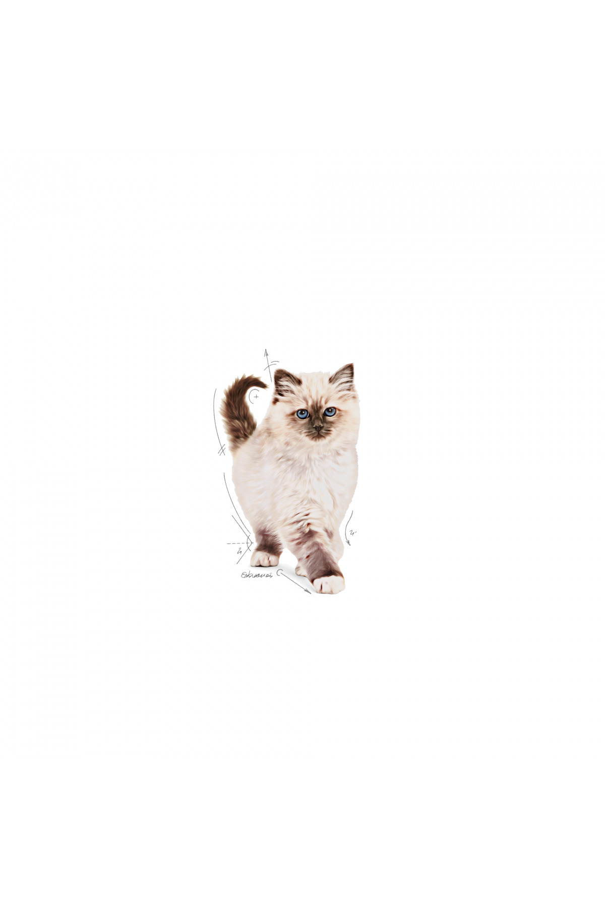 Royal Canin Kitten Yavru Kediler Için Kuru Kedi Maması 400g - Görsel 3