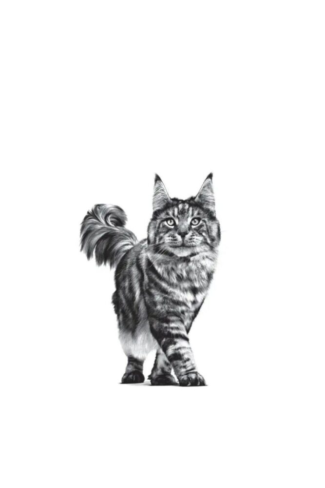Royal Canin Urinary S/O Üriner Kedi Kuru Maması 3,5 KG (SKT:04/07/2027) - Görsel 2