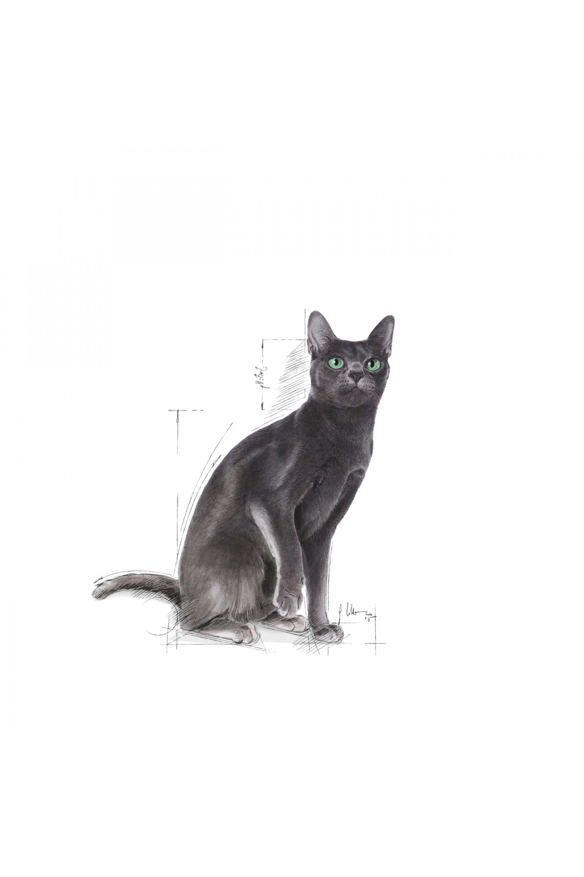 Royal Canin Sterilised37 Kısırlaştırılmış Kediler için Kuru Kedi Maması 15 Kg - Görsel 3
