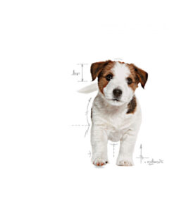 Royal Canin Mını Puppy Küçük Irklar Için Yavru Kuru Köpek Maması 4kg - Görsel 3