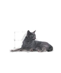 Royal Canin Sterilised Kısırlaştırılmış 7 Yaş Ve Üzeri Kediler Için Kuru Kedi Maması 3.5kg - Görsel 3