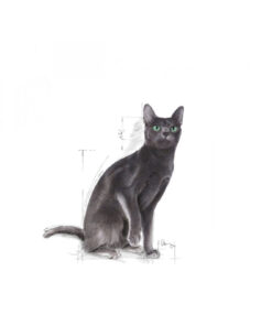 Royal Canin Sterilised37 Kısırlaştırılmış Kediler Için Kuru Kedi Maması 400g - Görsel 3