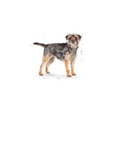 Alternative view of Royal Canin Mini Sterilised Yetişkin Kısırlaştırılmış Köpek Maması 3 Kg