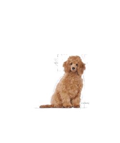 Royal Canin Poodle Yavru Köpek Maması 3kg - Görsel 3