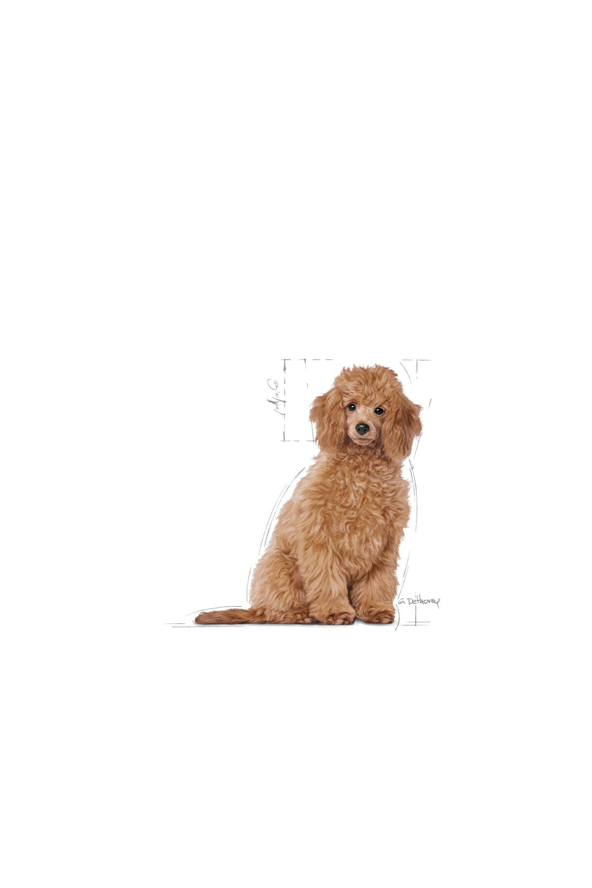 Royal Canin Poodle Yavru Köpek Maması 3kg - Görsel 3