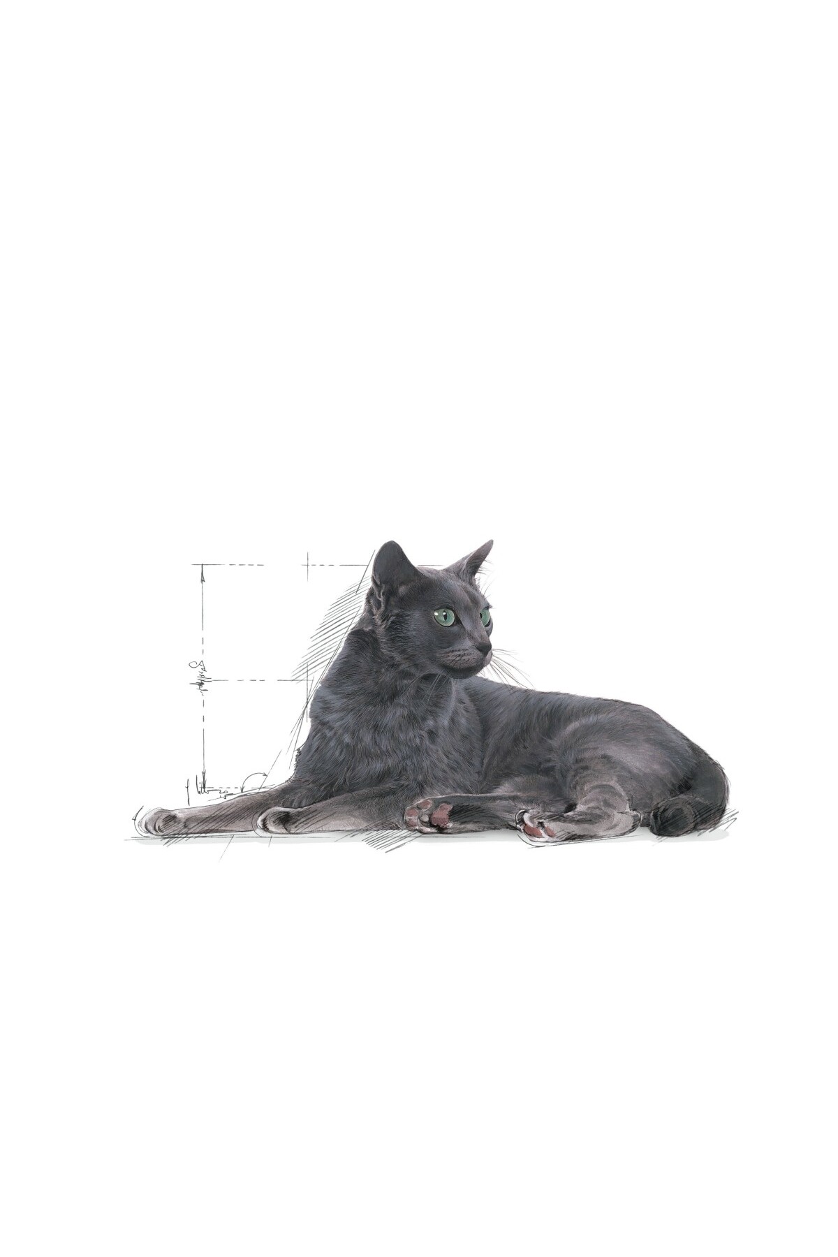Royal Canin Sterilised Kısırlaştırılmış 7 Yaş Ve Üzeri Kediler Için Kuru Kedi Maması 1.5kg - Görsel 3