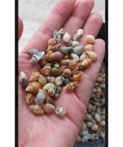 Genel Markalar 500 Adet Karışık Natural Minik Akvaryum ve Epoksi için Deniz Kabuğu Nassa Shell