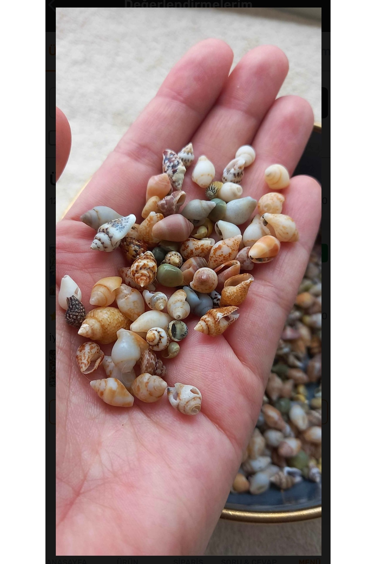 Genel Markalar 500 Adet Karışık Natural Minik Akvaryum ve Epoksi için Deniz Kabuğu Nassa Shell