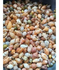 Alternative view of Genel Markalar 500 Adet Karışık Natural Minik Akvaryum ve Epoksi için Deniz Kabuğu Nassa Shell