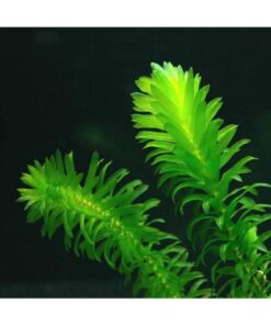 hayatist 5 Kök (DAL) 15-25 Cm Canlı Akvaryum Bitkisi Elodea Densa Canlı Bitki - Görsel 3