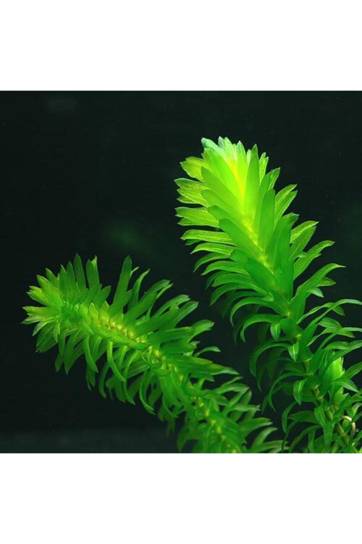hayatist 5 Kök (DAL) 15-25 Cm Canlı Akvaryum Bitkisi Elodea Densa Canlı Bitki - Görsel 3