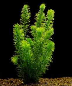 hayatist 5 Kök (DAL) 15-25 Cm Canlı Akvaryum Bitkisi Elodea Densa Canlı Bitki
