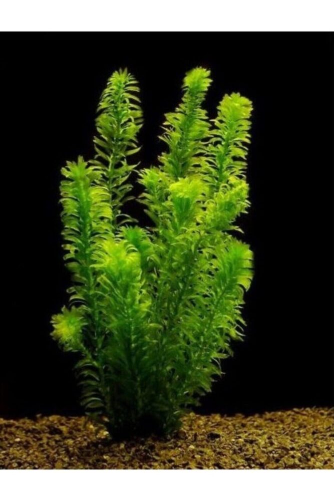 hayatist 5 Kök (DAL) 15-25 Cm Canlı Akvaryum Bitkisi Elodea Densa Canlı Bitki