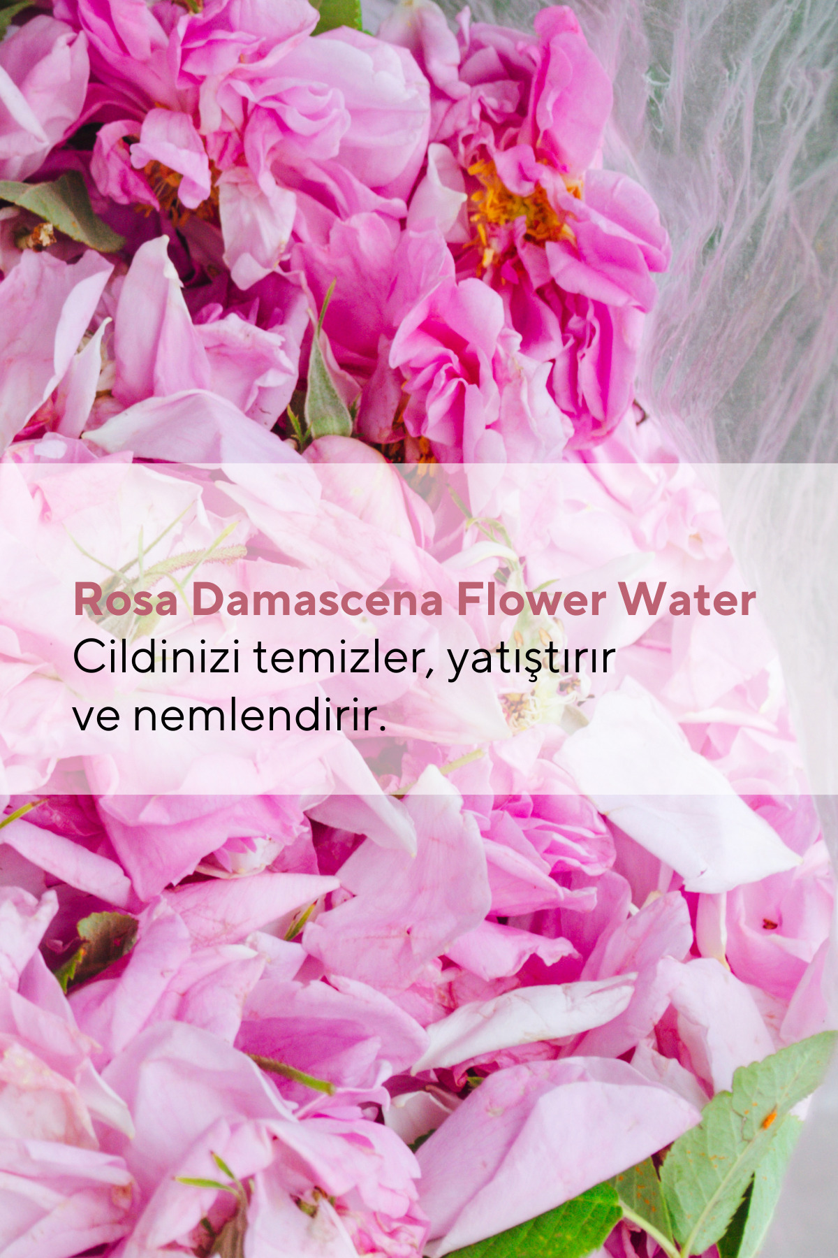 The Ceel Gözenek Sıkılaştırıcı Saf Gül Suyu Tonik Arındırıcı Etkili 100 ml - Görsel 3