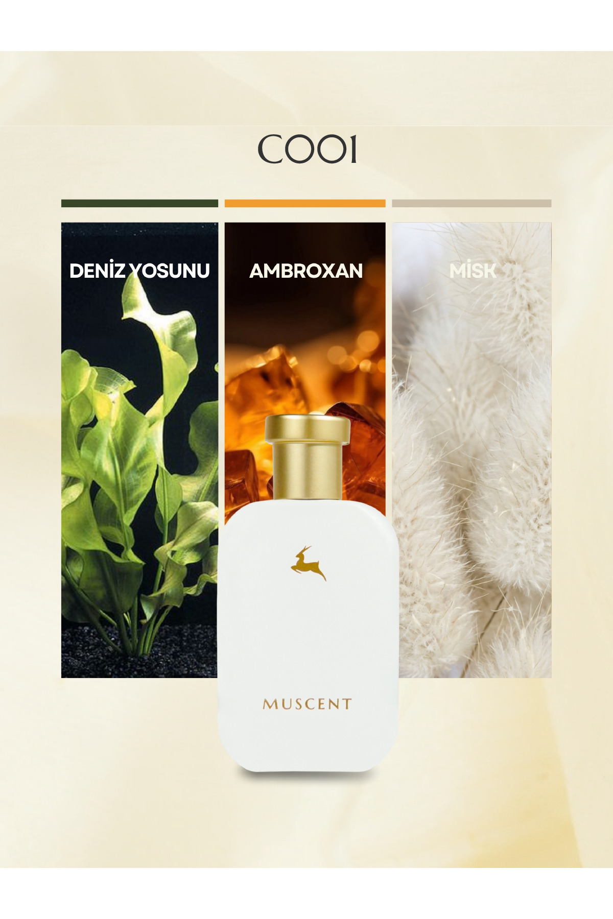 MUSCENT C001 Mega Amare 50 ml.