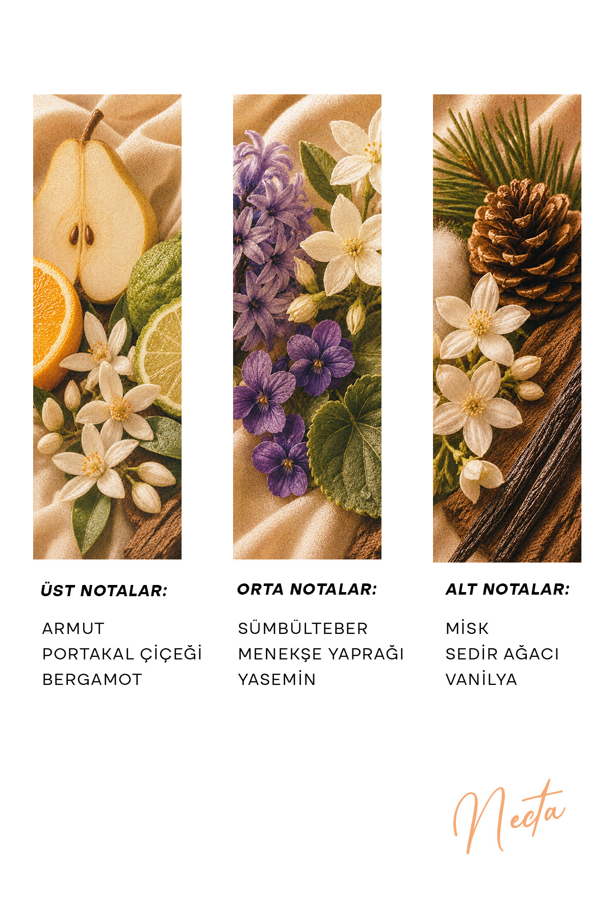 h.OLA Necta Exrait de Parfum | Kadın Parfümü 100 mL - Görsel 2